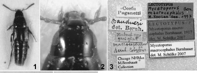 Mycetoporus.JPG