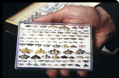 microlepidoptera.jpg
