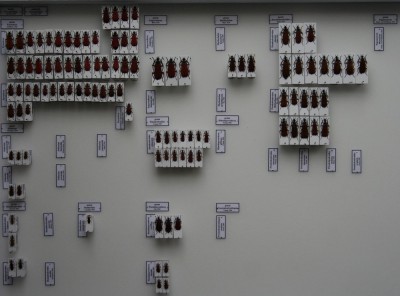 Pyrochroinae.jpg