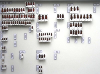 Pyrochroinae.jpg