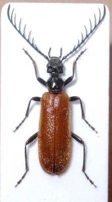 DSCF5606.JPG