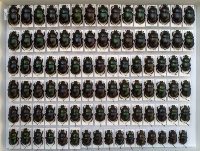 Geotrupes mutator