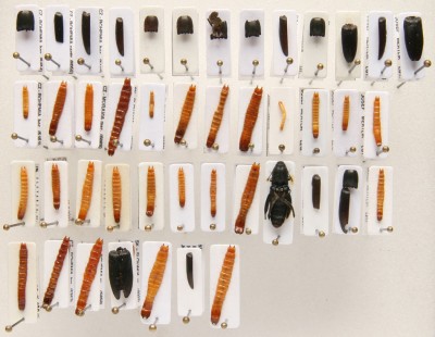 Obr.3_collection_vel.jpg