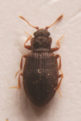 Lathriitidae, 2mm.jpg