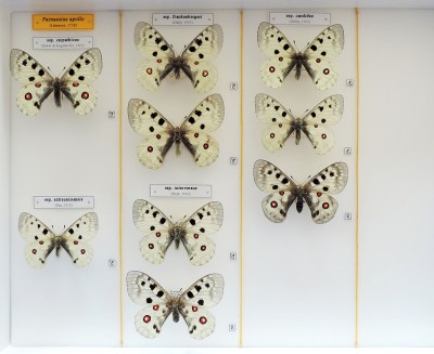 Parnassius apollo.jpg