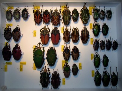 tribus_Goliathini_1a (640x479).jpg