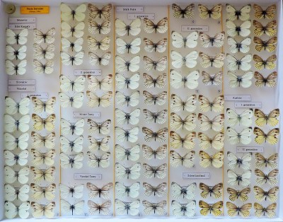 Pieris bryoniae
