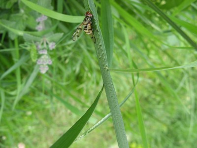 hmyz na trávě před barákem  (2).JPG