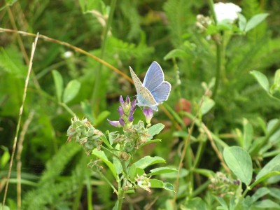 hmyz-motýli-modráskovití-modrásek 002zm.jpg