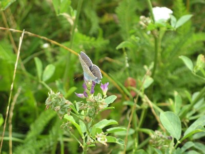 hmyz-motýli-modráskovití-modrásek 003zm.jpg
