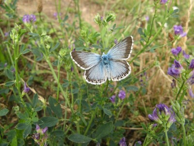 hmyz-motýli-modráskovití-modrásek B 002zm.jpg