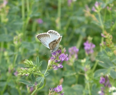 hmyz-motýli-modráskovití-modrásek B 003zv.jpg
