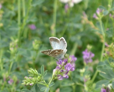 hmyz-motýli-modráskovití-modrásek B 004zv.jpg