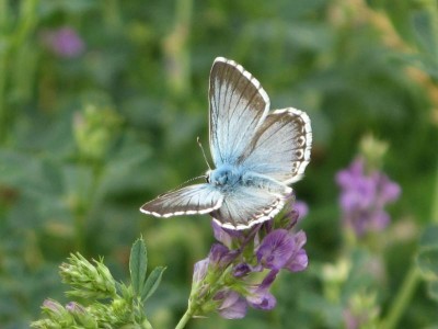 hmyz-motýli-modráskovití-modrásek B 006zm.jpg