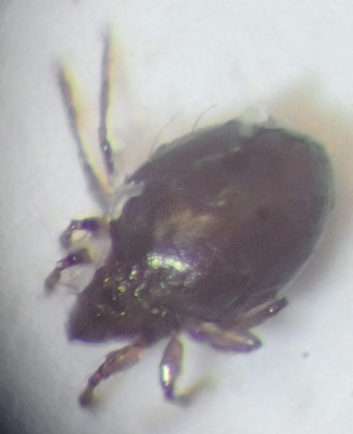 P4150013 oU2.jpg